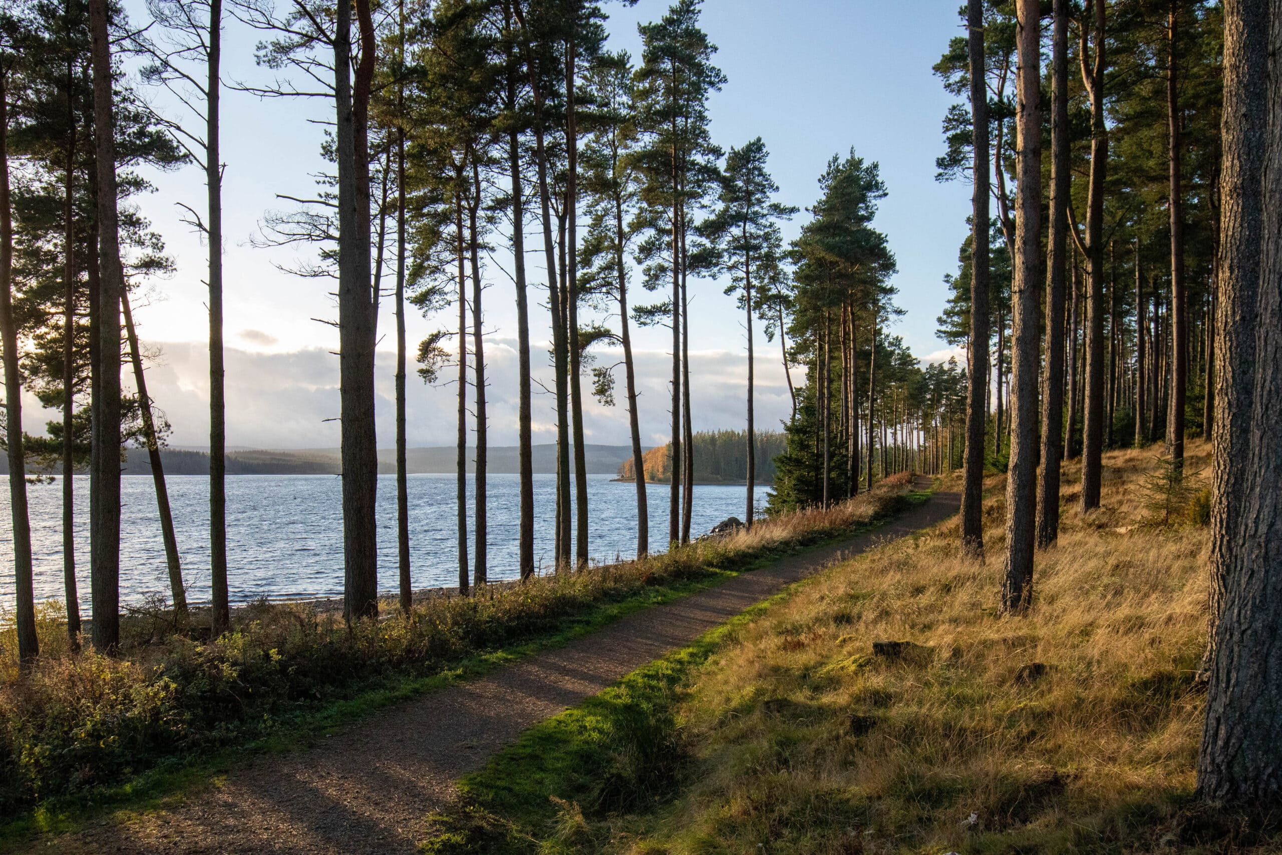 Kielder lake with trees