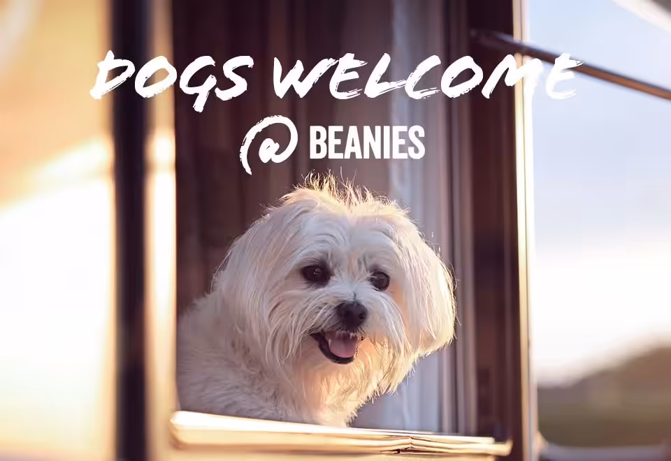 Dogs Welcome Beanies Block