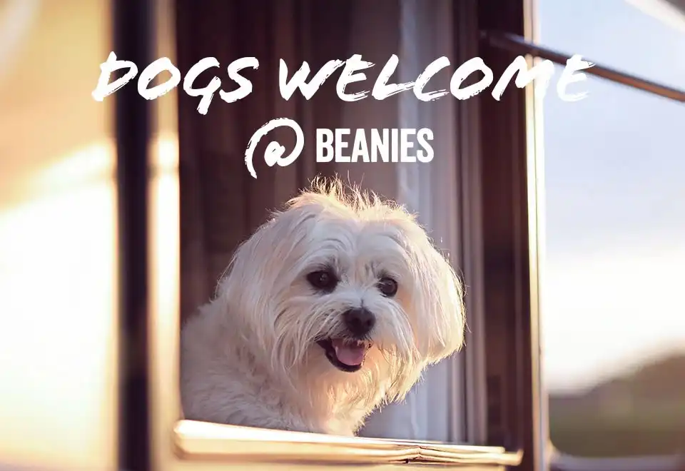 Dogs Welcome Beanies Block